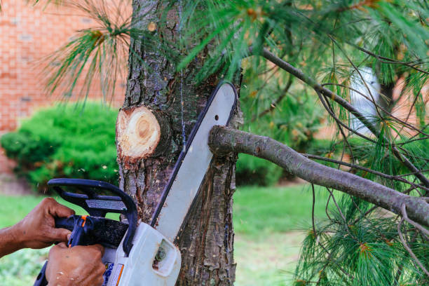 Best Tree Trimming and Pruning  in Grundy, VA